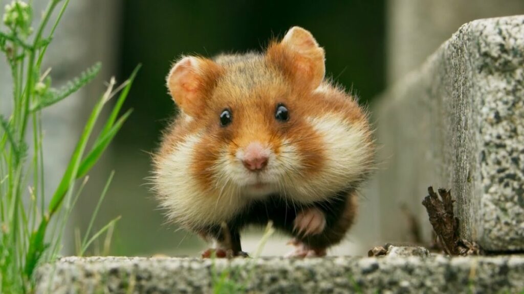 hamster 227