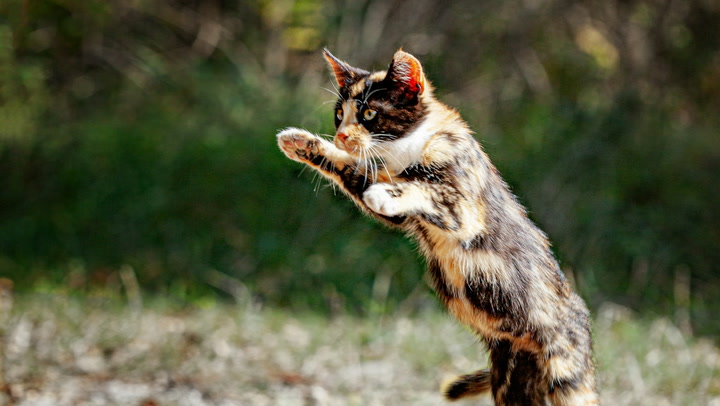 Cat-Themed Memecoins Soar; India Supreme Court's YouTube Hacked to Promote XRP